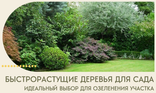 Быстрорастущие деревья для сада идеальный выбор в Рубцовске