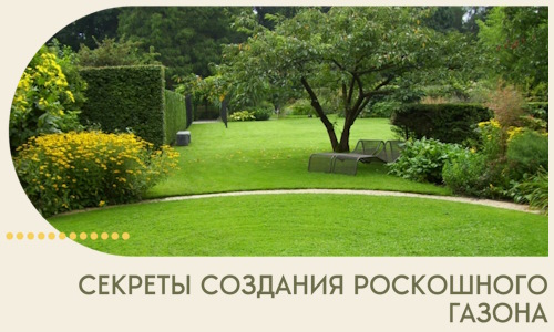 Секреты создания роскошного газона в Рубцовске